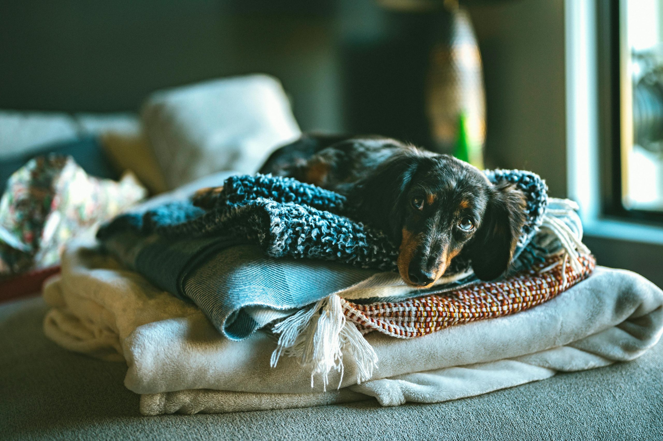Creating a Safe and Stylish Space for Your Furry Friends