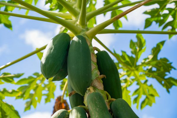 Discovering Delicious and Safe AllergyFriendly Foods