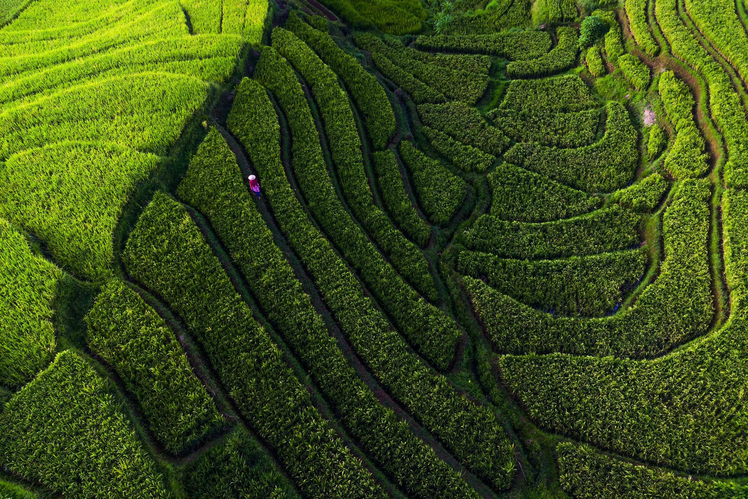 Unlocking the Potential of Green Bonds for a Sustainable Future