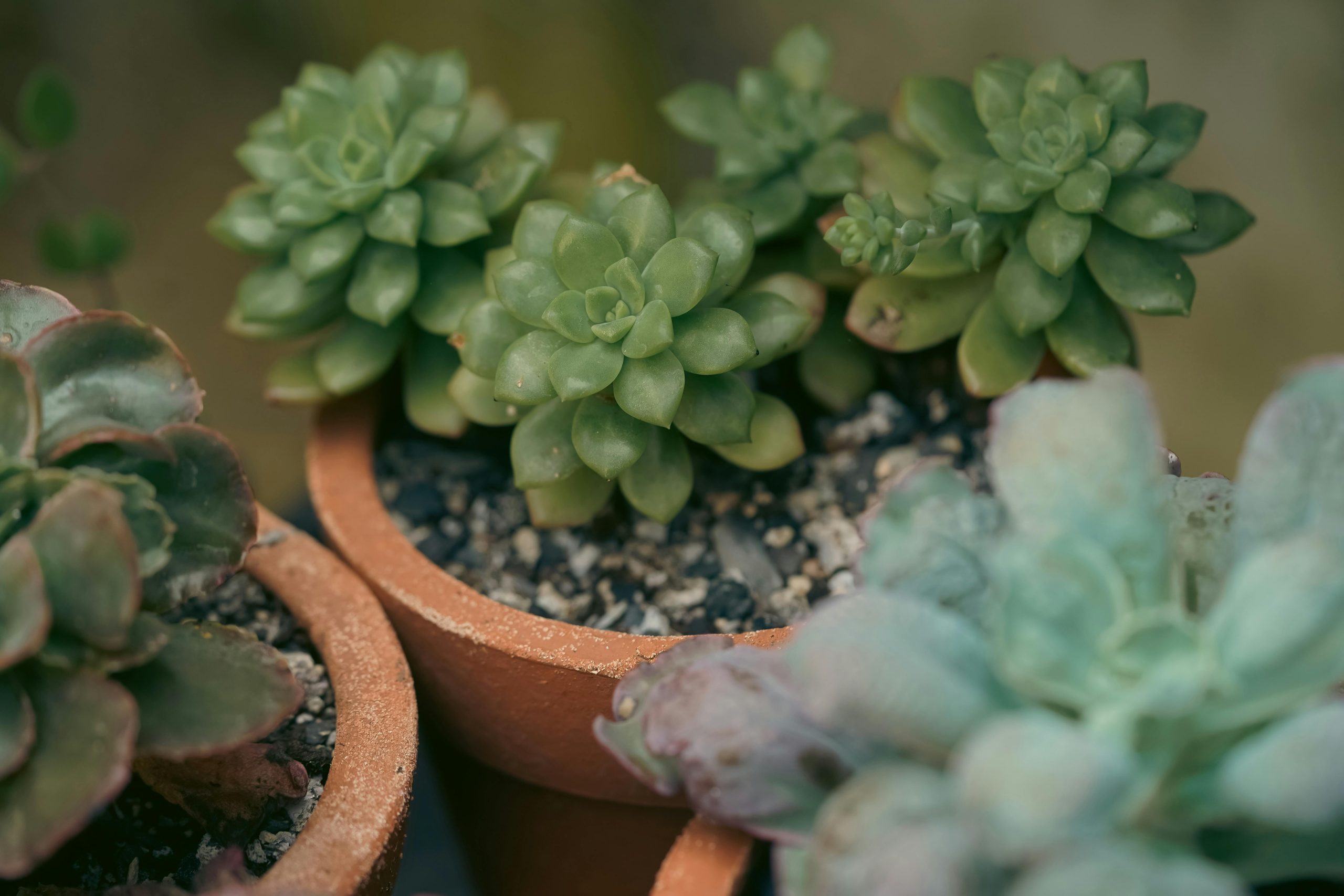 Unlocking the Secrets to Thriving Houseplants