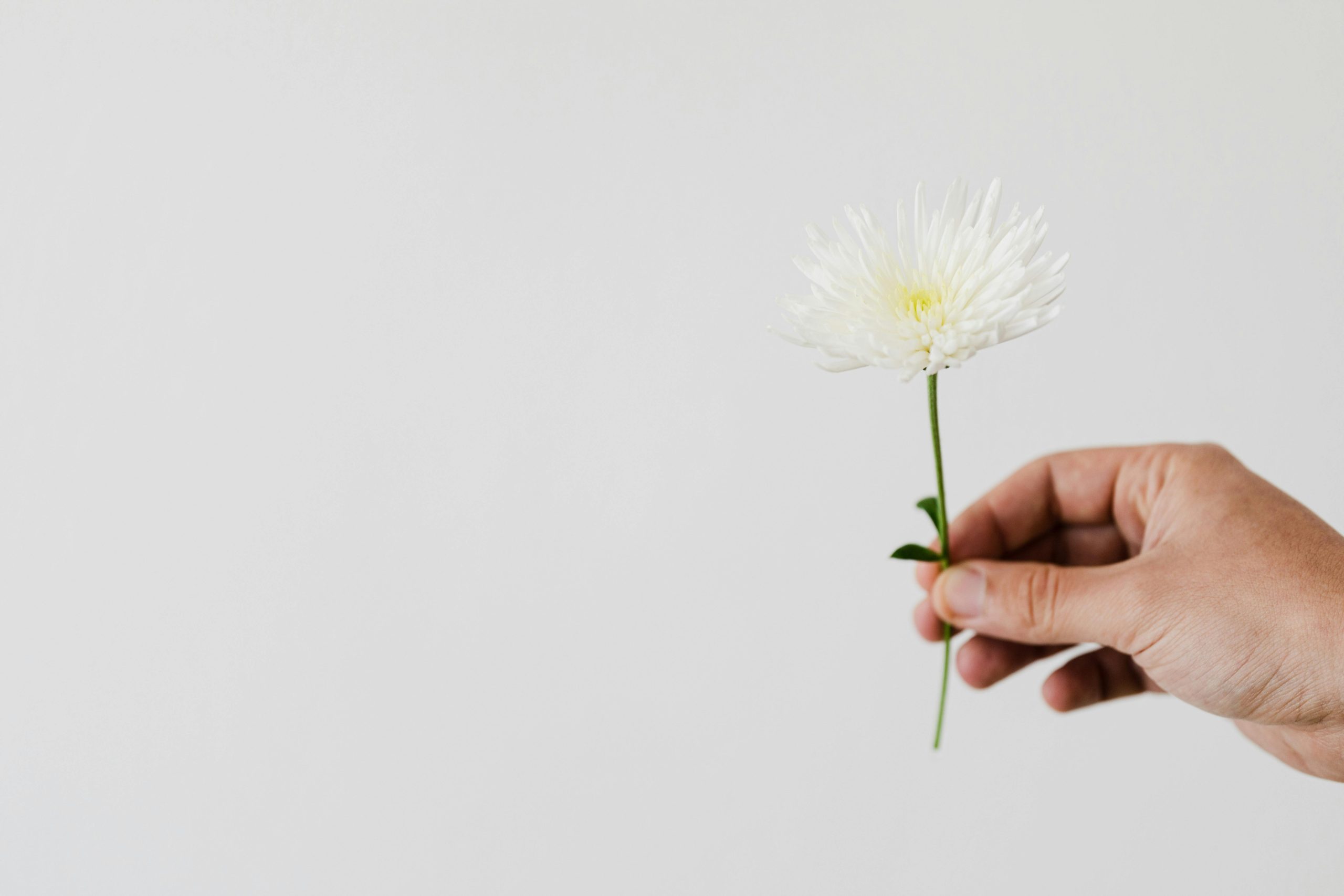 Mastering the Art of Indoor Plant Care