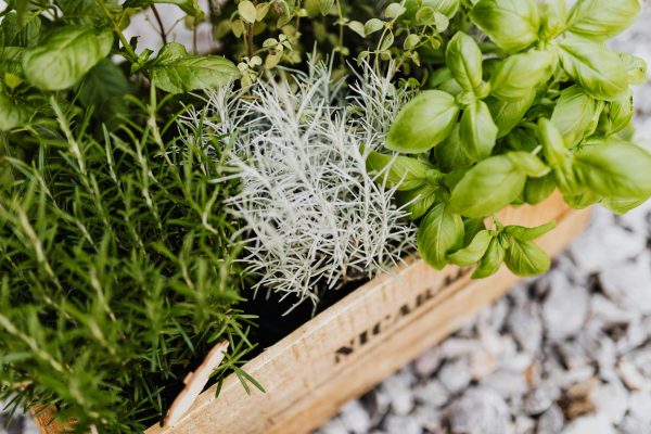 Empower Your Heart With Proven Blood Pressure Strategies