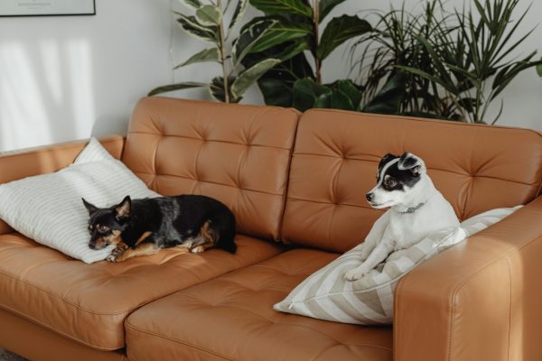 Smart Sofa Solutions for Cozy Living Spaces