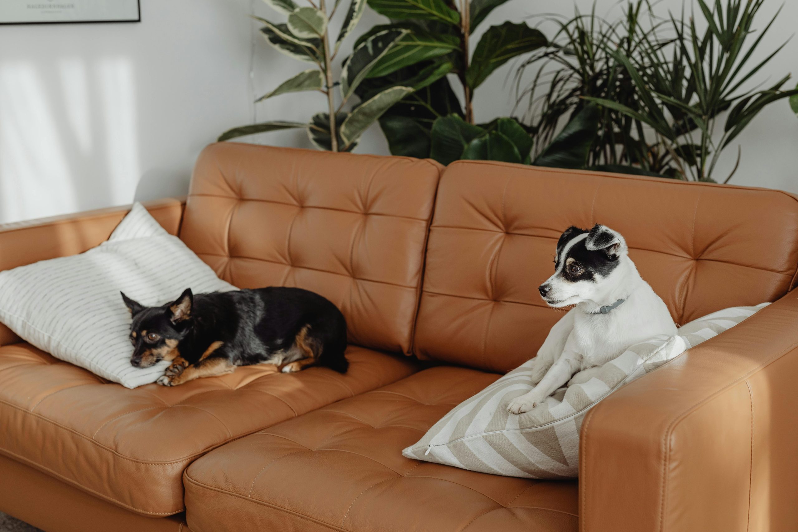 Smart Sofa Solutions for Cozy Living Spaces