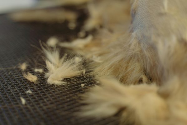 Discover the Ultimate Tools to Tackle Pet Hair Like a Pro