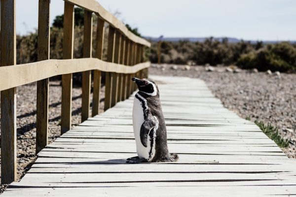 Discover the Untamed Beauty of the World’s Best Wildlife Havens