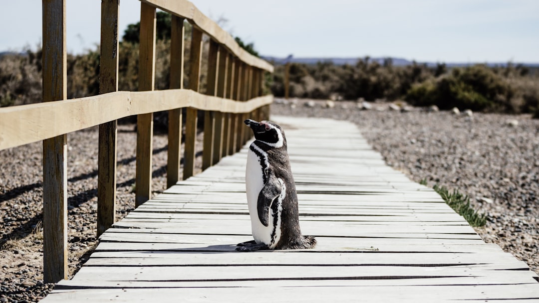 Discover the Untamed Beauty of the World’s Best Wildlife Havens