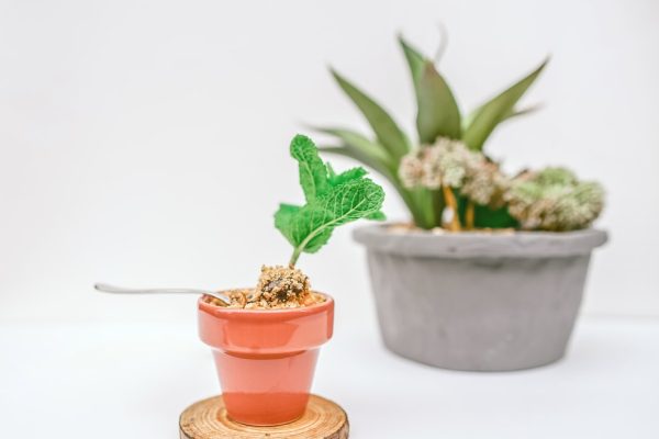 Transform Your Kitchen with Fresh Homegrown Herbs