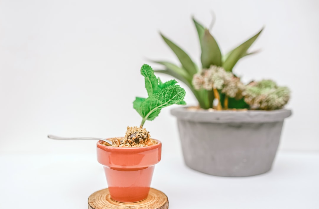 Transform Your Kitchen with Fresh Homegrown Herbs