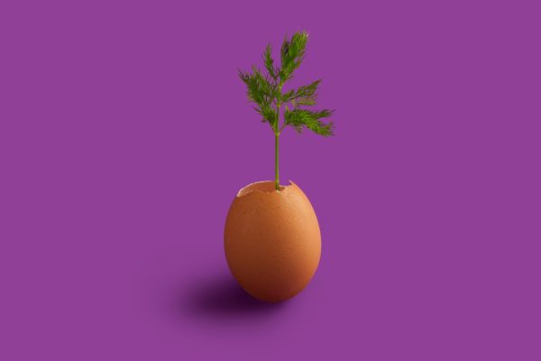 Power Up With These Top PlantBased Protein Champions