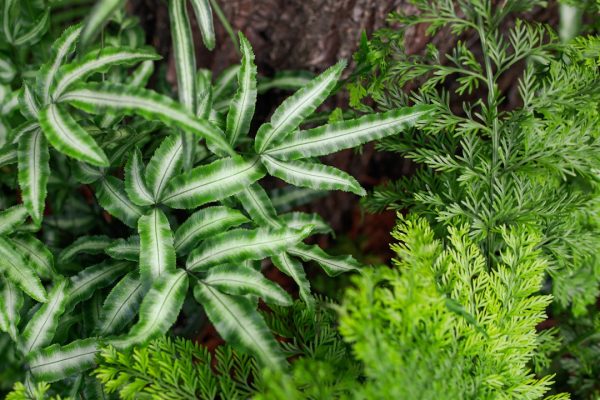Transform Your Cooking with Fresh Homegrown Kitchen Herbs