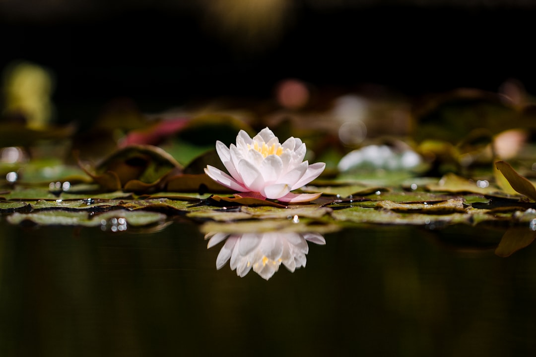 Elevate Your Mind with Top Meditation and Focus Apps