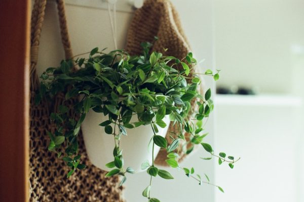 Master the Art of Storing Herbs and Spices for Maximum Freshness