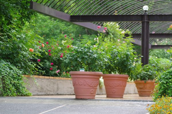 Unlocking the Secrets to a Thriving Backyard Garden